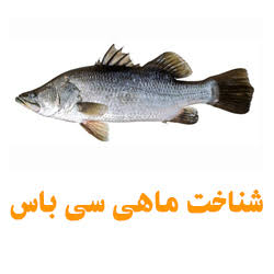 بهترین ماهی سی باس صادراتی ایران + قیمت خرید عالی
